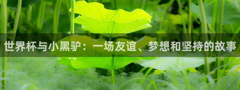 2026世界杯赛：世界杯与小黑驴：一场友谊、梦想和坚持的故事