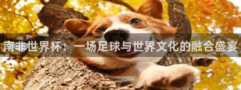 世界杯直播高清：南非世界杯：一场足球与世界文化的融合盛宴